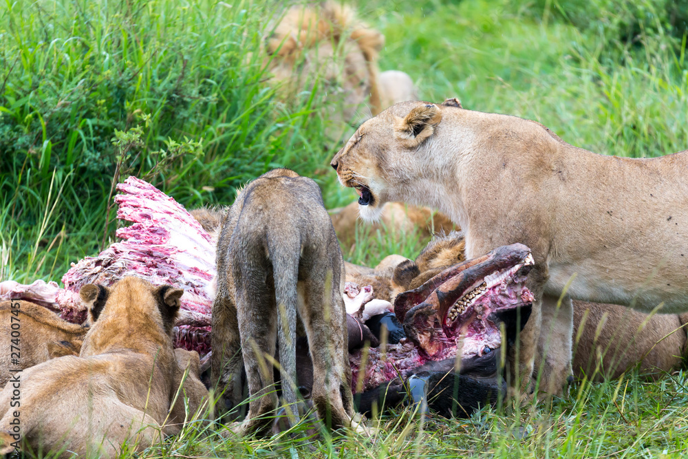 A lion family is eating a buffalo between tall grass A lion family is eating a buffalo between tall grass