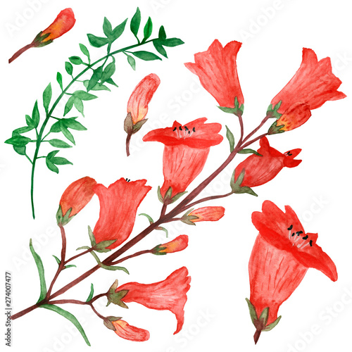 Watercolor hand painted set of useful plants with red flowers  green leaves and bell branches. Botanical illustration of summer flowers and leaves for beautiful design of invitations  greetings  poste