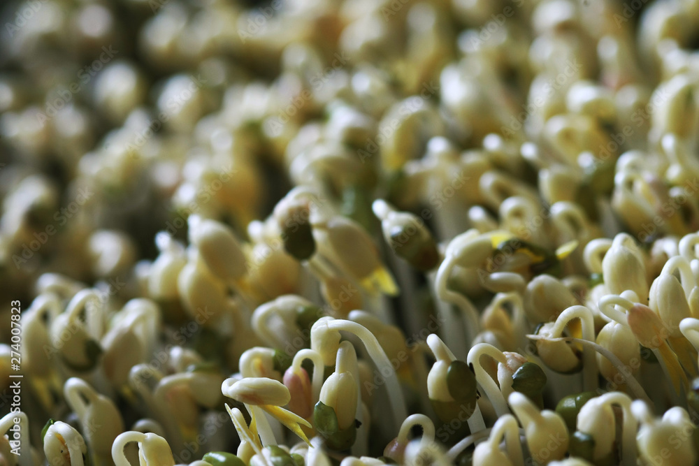 Green bean sprouts , Microgreen Organic Green bean sprouts , Microgreen Organic