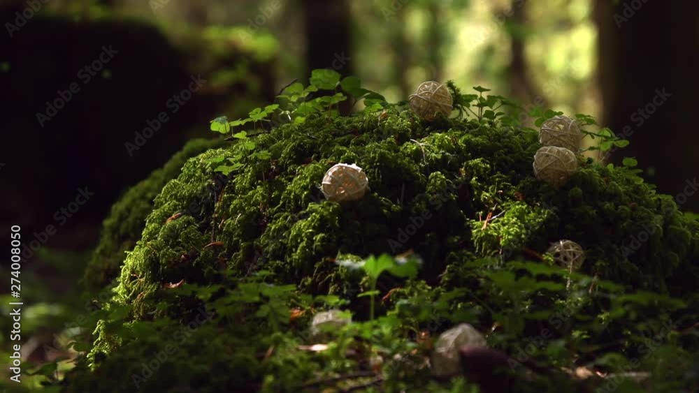 Magical forest with a yellow glowing fairy flying above bright green moss and some little herbs, with wooden balls, with the forest in the background, on a windy and sunny day Magical forest with a yellow glowing fairy flying above bright green moss and some little herbs, with wooden balls, with the forest in the background, on a windy and sunny day
