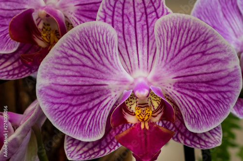 Fototapeta Naklejka Na Ścianę i Meble -  Violett blühende Schmetterlingsorchideen