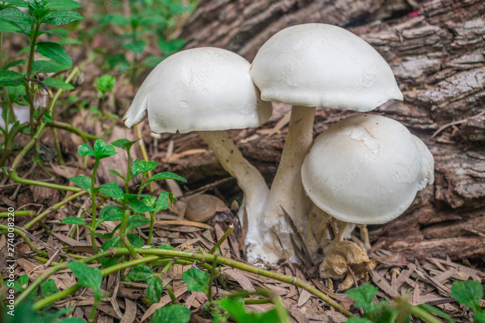 White mushroom are blooming at the stub of big tree in the tropical forest White mushroom are blooming at the stub of big tree in the tropical forest