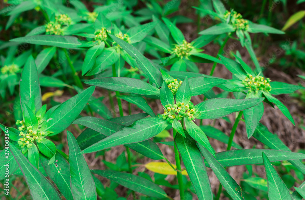 Flowers and fruits or ball seeds of Wild Poinsettia, Wild spurge, Lesser Green Poinsettia, Painted spurge, Mexican fire plant (Euphorbia Heterophylla) on plants in the wilderness area or the meadow Flowers and fruits or ball seeds of Wild Poinsettia, Wild spurge, Lesser Green Poinsettia, Painted spurge, Mexican fire plant (Euphorbia Heterophylla) on plants in the wilderness area or the meadow