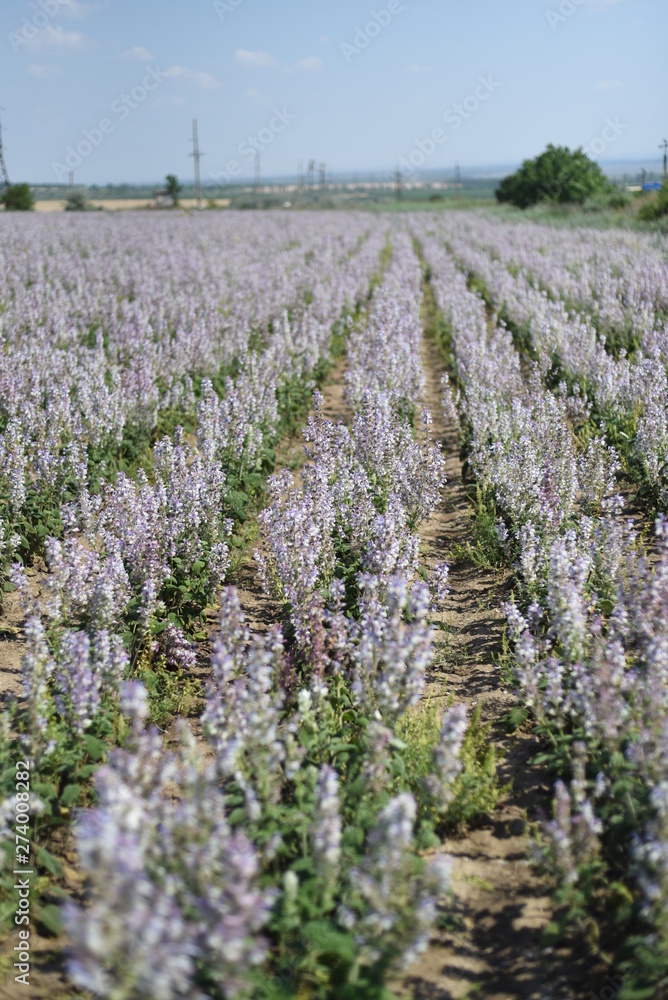 Fototapeta premium salvia