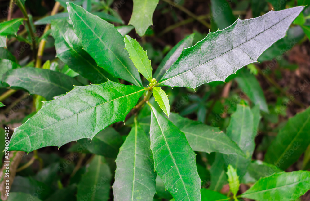 Sea holly or Thistleplike plant (Acanthus Ebracteatus Vahl) fresh green leaves on tree in organic herb garden of Thailand Sea holly or Thistleplike plant (Acanthus Ebracteatus Vahl) fresh green leaves on tree in organic herb garden of Thailand