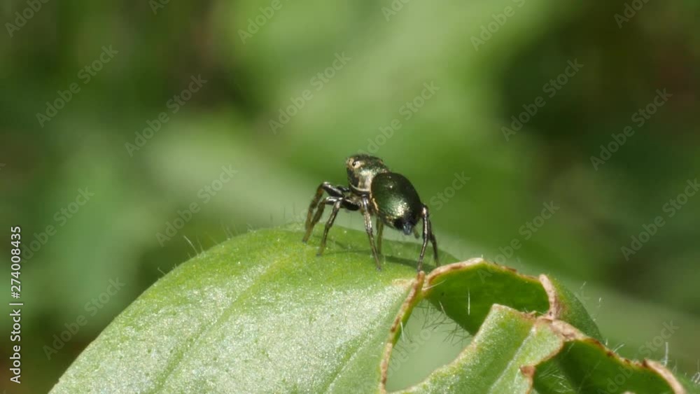 Macro shot of a small jumping spider walking over a green leave in slow motion. Macro shot of a small jumping spider walking over a green leave in slow motion.