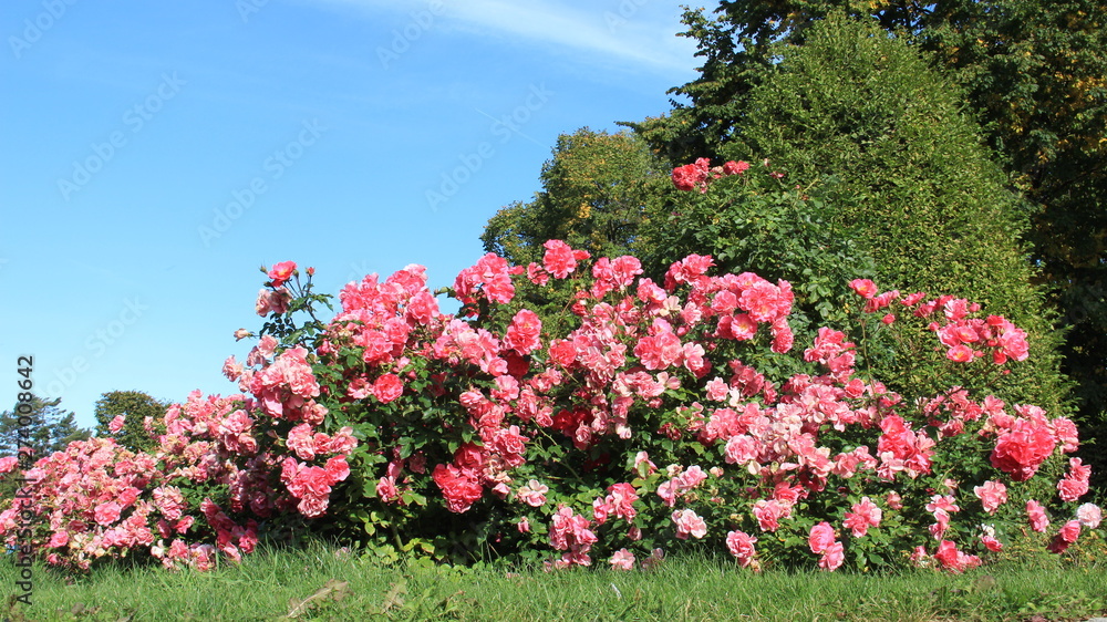 Bloomink Sweet Scented Pink Roses Summer Garden On Usedom Island In Germany Bloomink Sweet Scented Pink Roses Summer Garden On Usedom Island In Germany