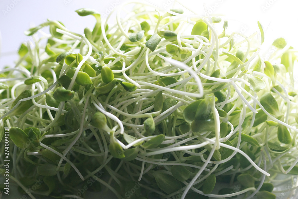 Sunflower Seedlings Microgreen Organic Sunflower Seedlings Microgreen Organic