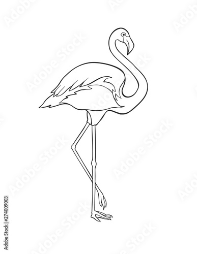 Black and white image of flamingo isolated on white background.