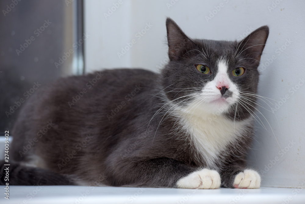 gray with white  cat portrait