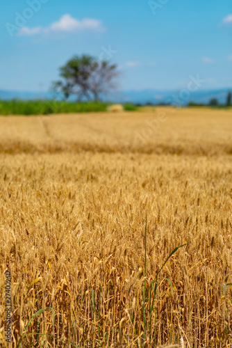 Yellow wheat field during summer
