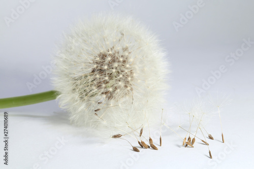 Fototapeta Naklejka Na Ścianę i Meble -  Fleur de pissenlits en graines	