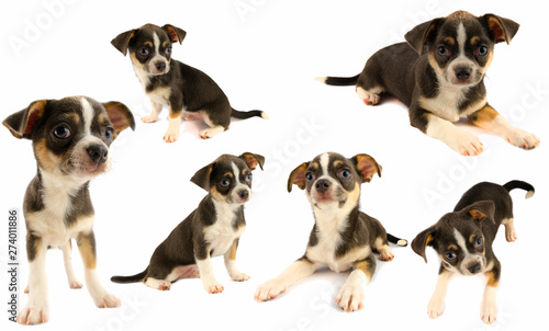 Chihuahua puppy dog collection isolated on white background © Андрей Трубицын