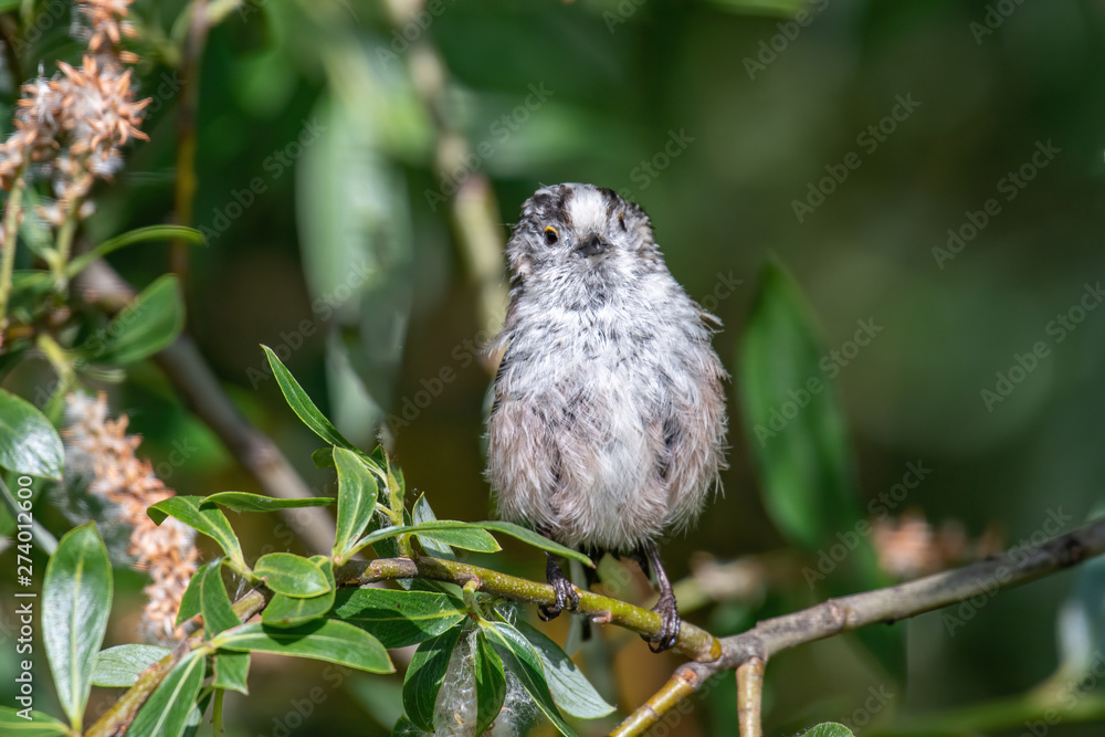 Long-tailed tit (Aegithalos caudatus) sits on a branch in its natural habitat Long-tailed tit (Aegithalos caudatus) sits on a branch in its natural habitat