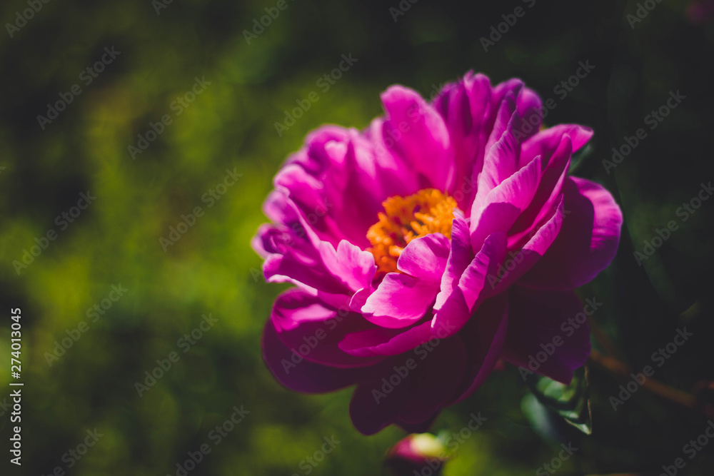 Fototapeta premium Pink red peony with a yellow middle close-up on a background of green grass. Beautiful peony flower with large petals.