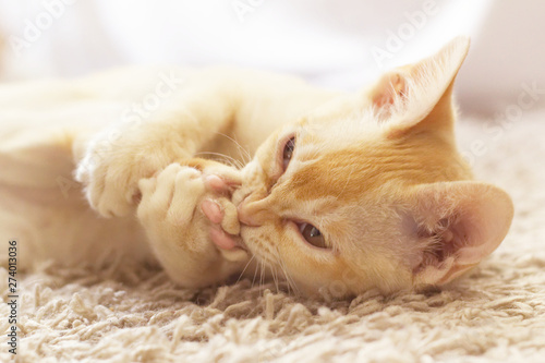 Young pure-bred Burmese cat with beige fur color