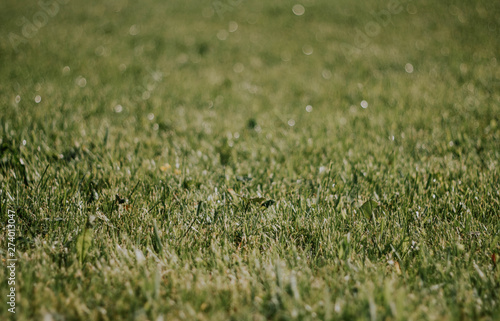 Green grass close-up. Beautiful lawn. The texture of green grass on the field. Background with grass.