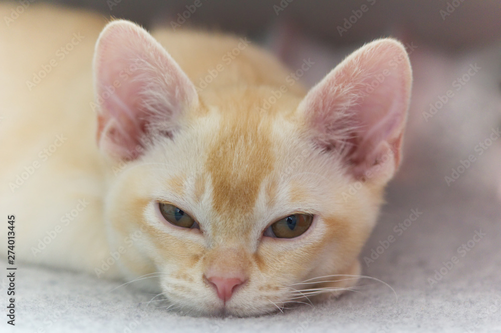 Young pure-bred Burmese cat with beige fur color