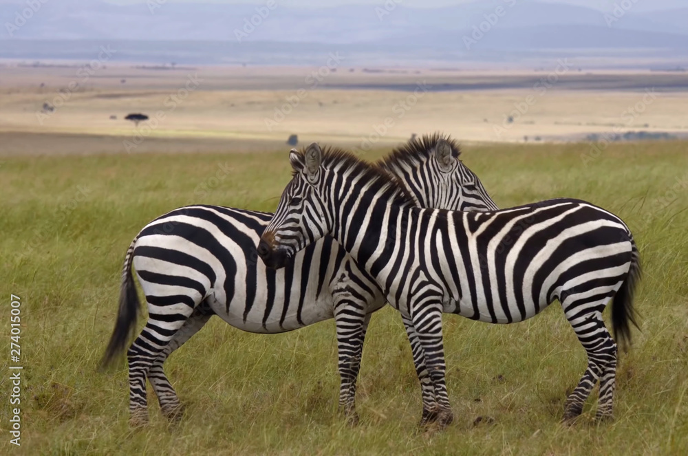 Fototapeta premium Две зебры