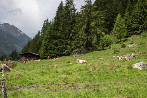 cows laying on alpine pasture with little stable