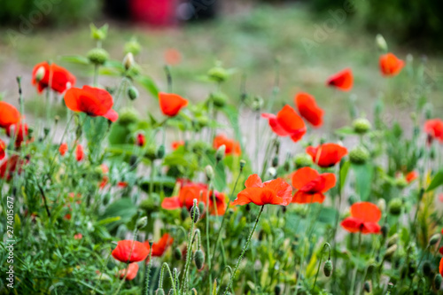 Joli coquelicot sauvage dans un champ