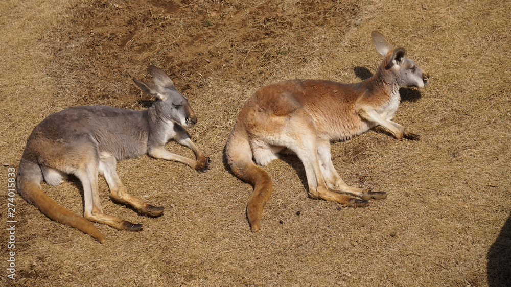 Fototapeta premium 休憩しているカンガルー
