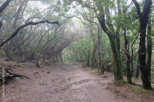 Wet and muddy forest in Anaga, Tenerife (SPAIN)