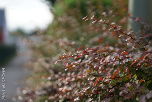 Raindrops © Denys