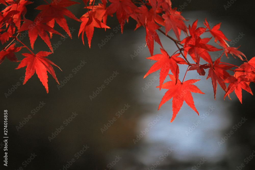 View of reddish Japanese maple leaves and sparkling water View of reddish Japanese maple leaves and sparkling water