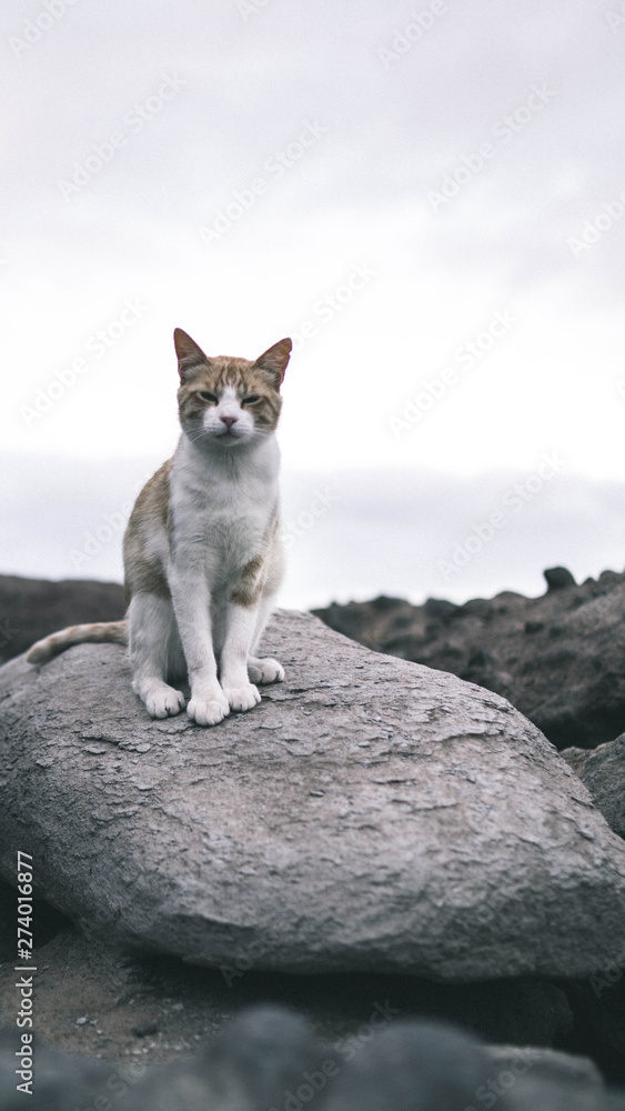 Fototapeta premium cat