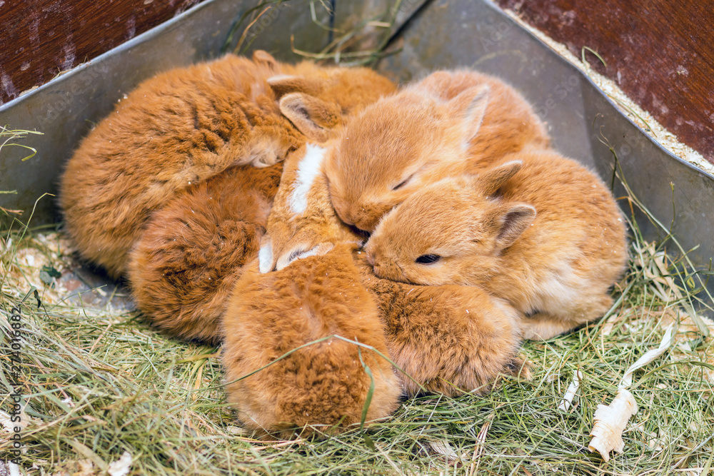 The small orange rabbits in the cage. Rabbits sleep one near one_ The small orange rabbits in the cage. Rabbits sleep one near one_