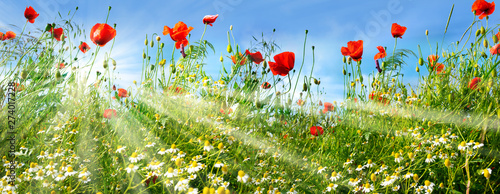Flower meadow with sunbeams