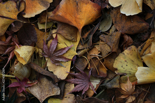 Close up shot of fallen leaves  view of late autumn