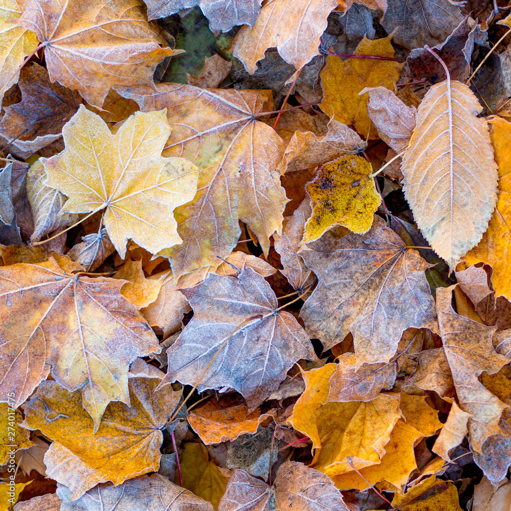 Multicolored dry autumn leaves, covered with frost, on the ground. Autumn leaves background_