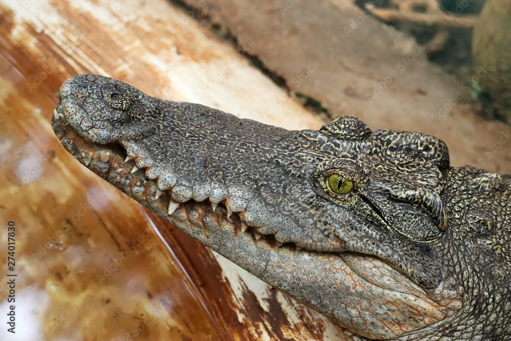 Obraz premium Crocodile Wild Predator Animal