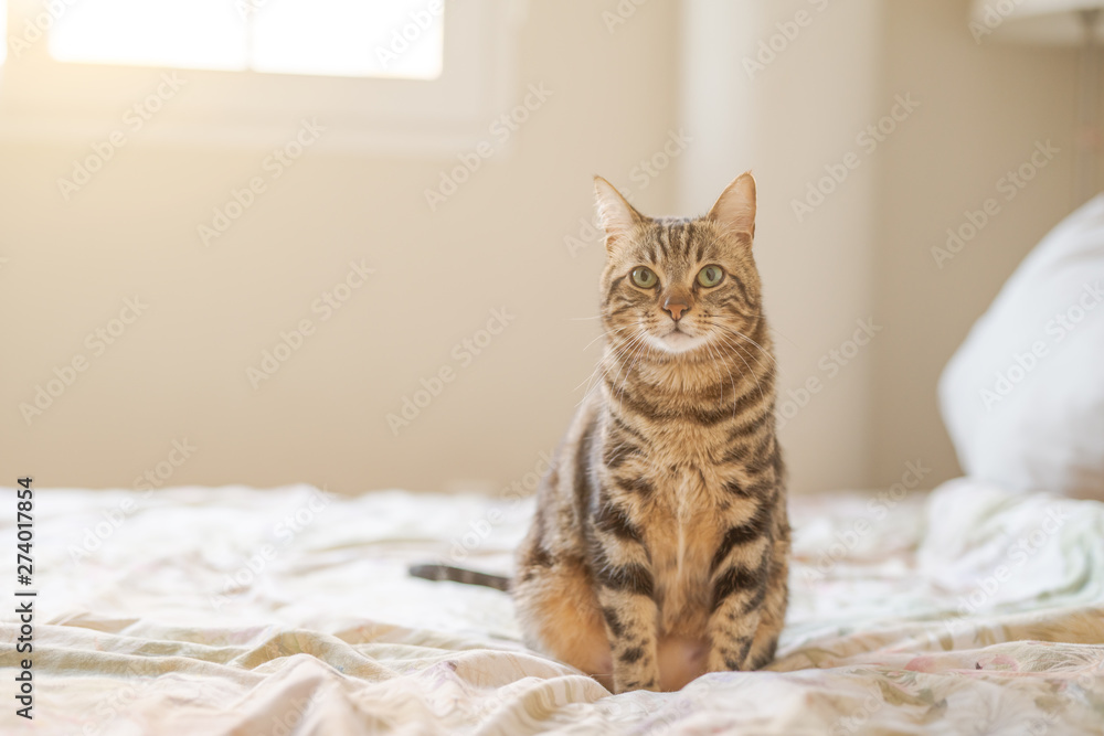 Beautiful short hair cat lying on the bed at home - obrazy, fototapety, plakaty 
