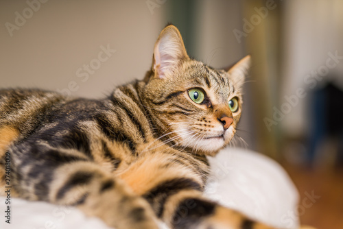 Beautiful short hair cat lying on the bed at home