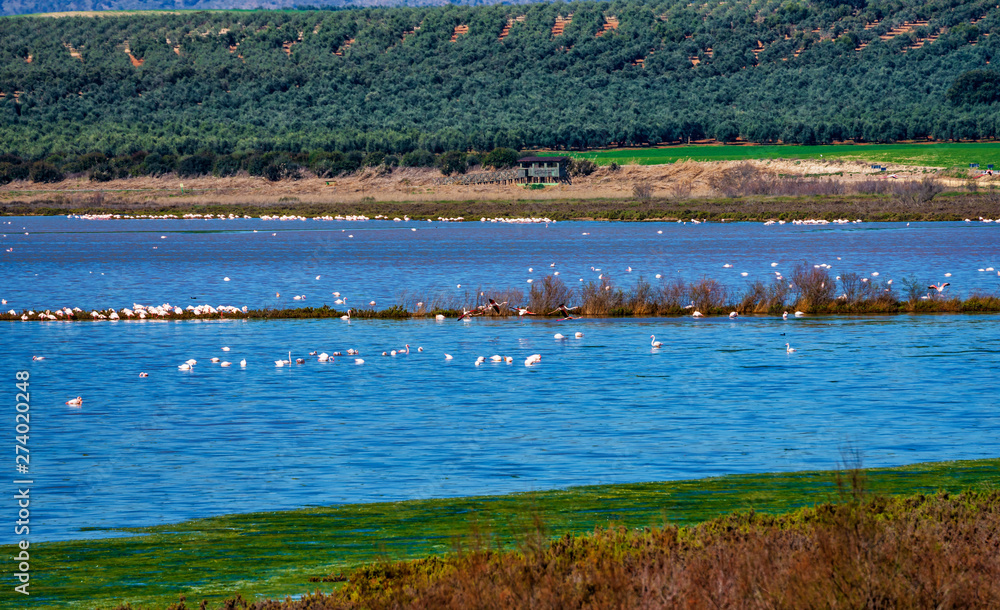 Fototapeta premium Greater Flamingos in Lagoon Fuente de Piedra, Andalusia, Spain