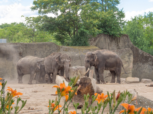 Photography Group of elephants in cologne zoo