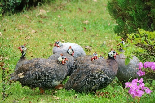 Guinea fowls walking and looking for food in the ground. Big family. Animal and wildlife concept.