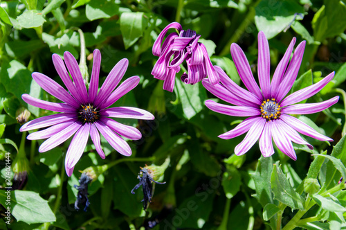 purple flower in the garden