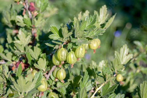 gooseberry berries on a Bush