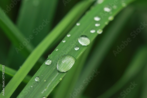 Water drops on garden plants