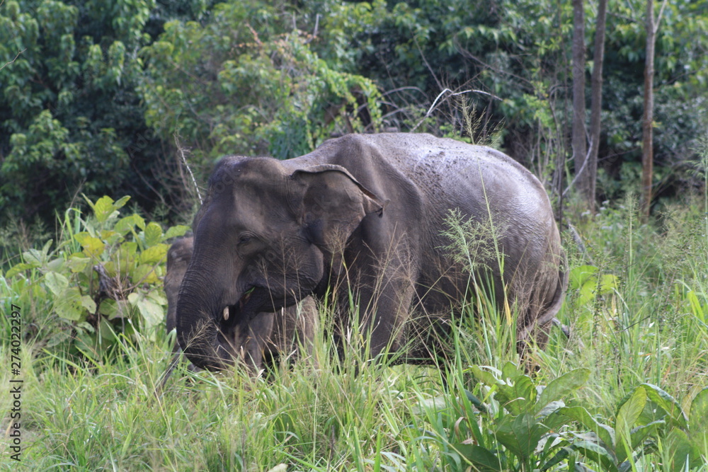 Fototapeta premium Indian Elephant