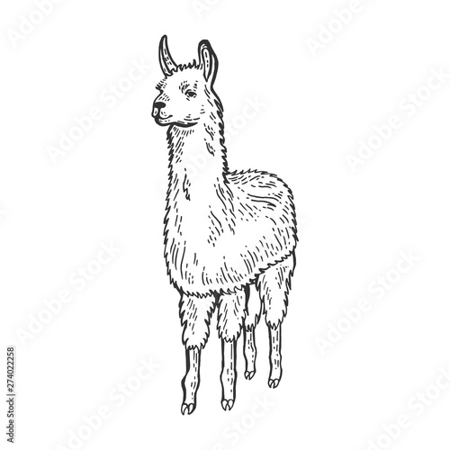 Llama animal sketch engraving vector illustration. Isolated image on white background. Scratch board style imitation. Hand drawn image.