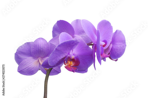 Beautiful phalaenopsis isolated on white background. Flower closeup.