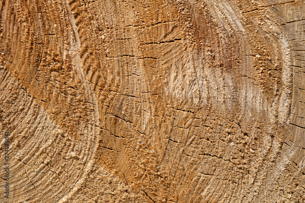Naklejka premium Large circular piece of wood cross section with tree ring texture pattern and cracks.