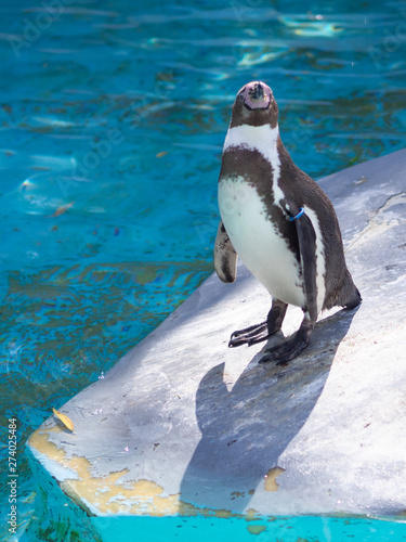 penguin on the rocks