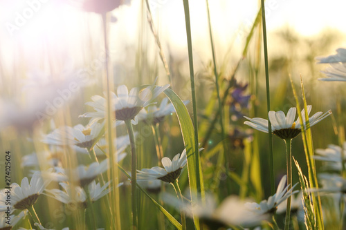 Fotografie Several marguerites in a mixed meadow field