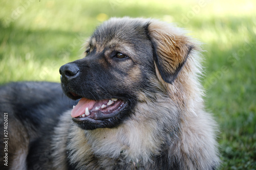 Slovenian Karst shepherd dog breed
